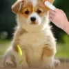 50 PCS Pet Cleaning Products  Ear Cleaning Wipes  Ear Care Fingertips  Ear Mite Removal  Cat and Dog Ear Cleaning Pet Products - Image 9